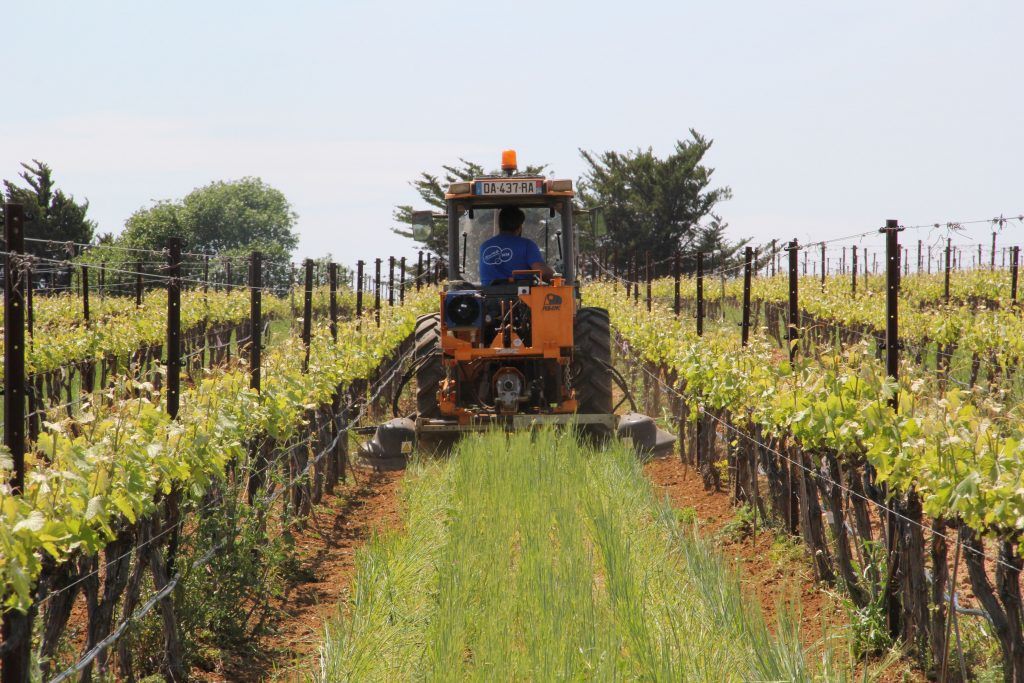 Yvan-Bouisson-INRAE-gestion-du-vignoble-1024x683