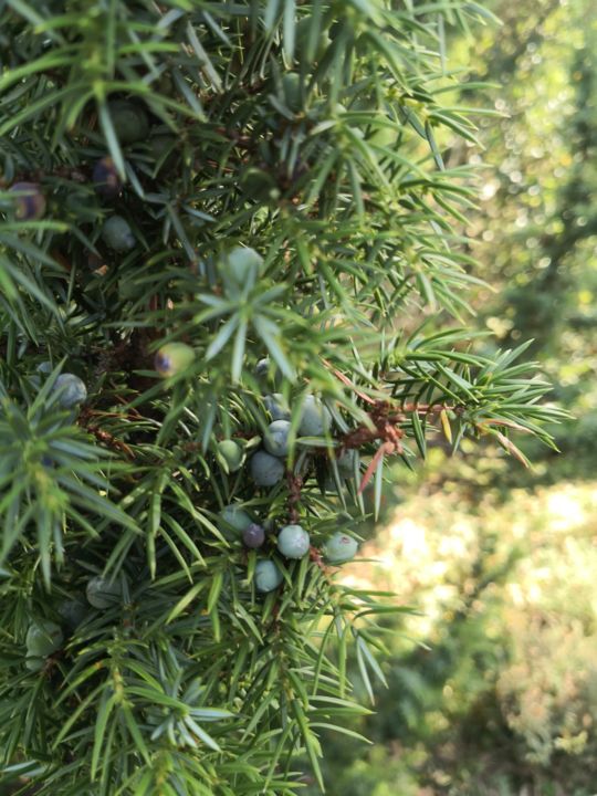 BALADE NATURE : DE LA PLANTE À L'ASSIETTE
