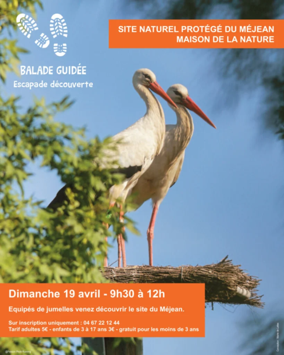 balades-guidees-decouvertes-09-04-26-819x1024.jpg(1)