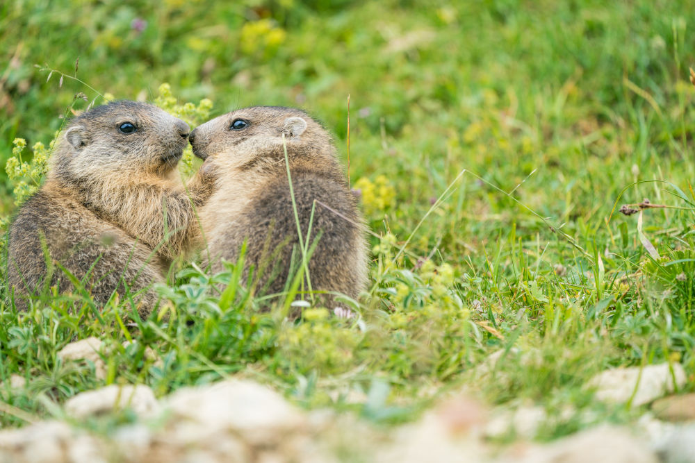 bisous marmottes