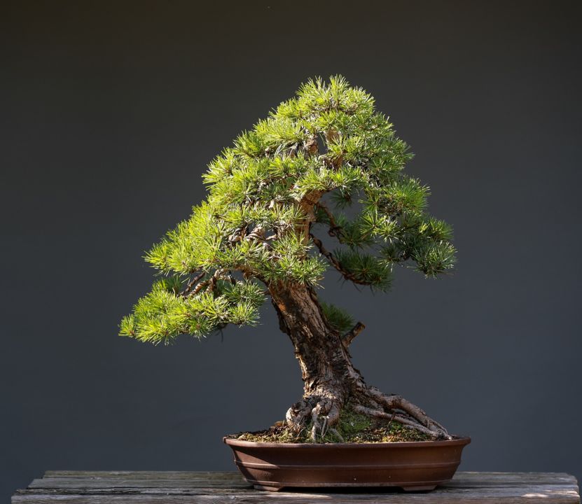 bonsai-7362259_1280