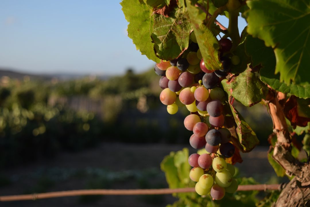 closeup-grapes-tree-vineyard-sunlight-malta