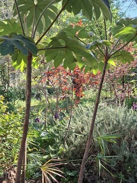 Jardin de la Reine