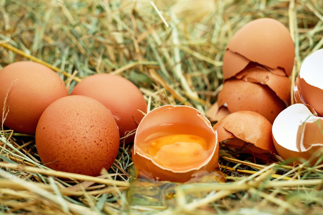 œufs fermiers