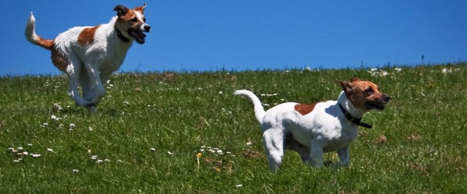 www.pension canine du bassin de thau