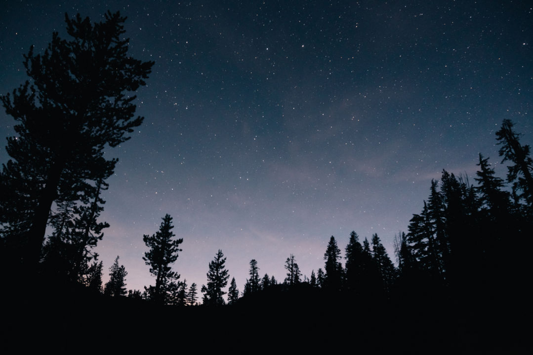 forest-starry-sky-night