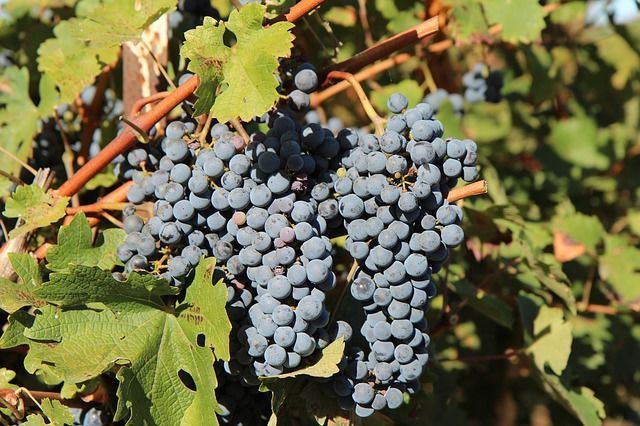 grape-g525c7aee9_640
