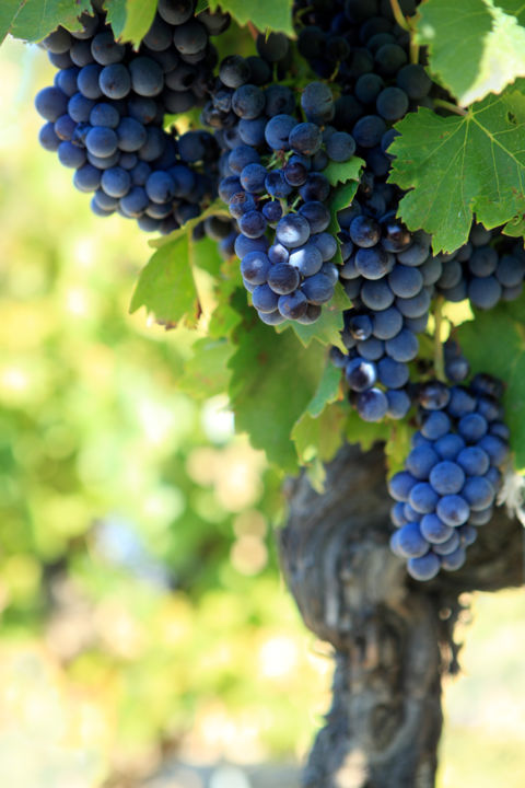 Red wine grapes growing in a vineyard.