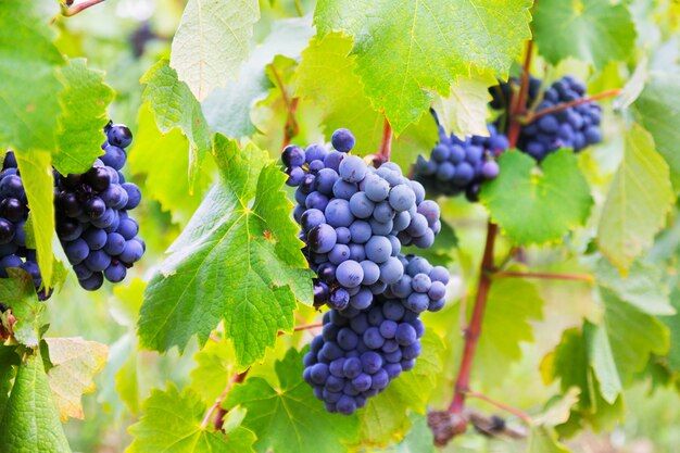 grappe-raisin-usine-vignes_1398-5010