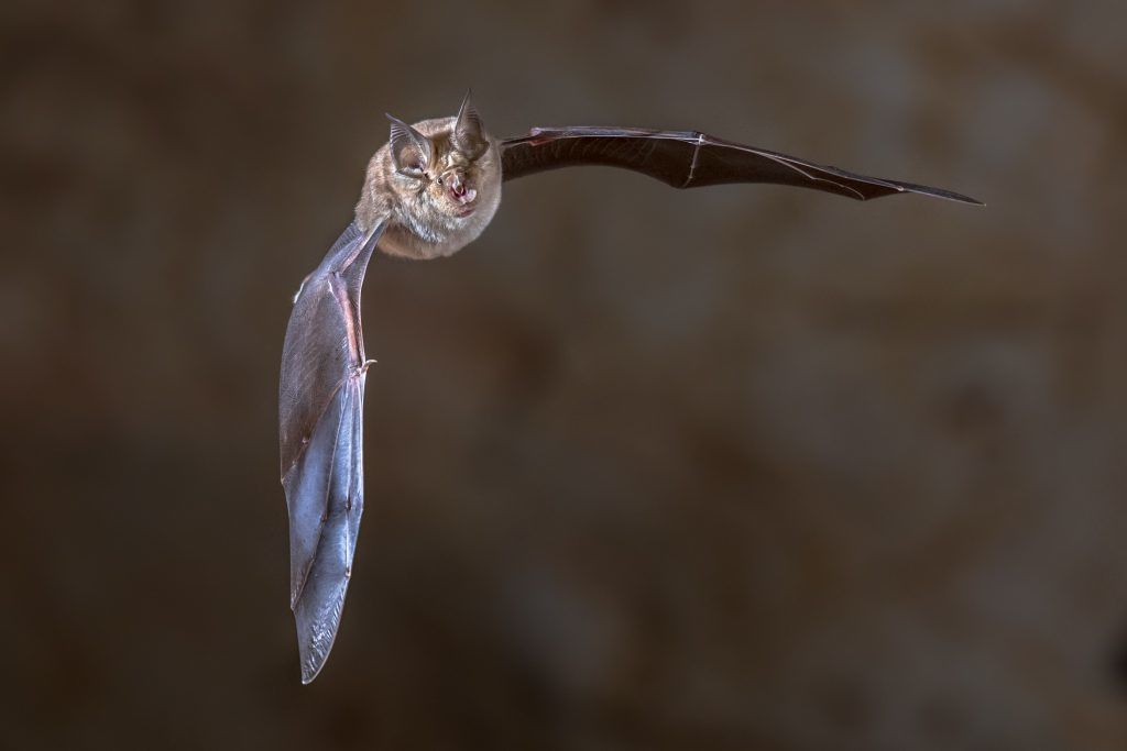 greater-horseshoe-bat-flying-2025-03-23-22-47-28-utc-1024x683