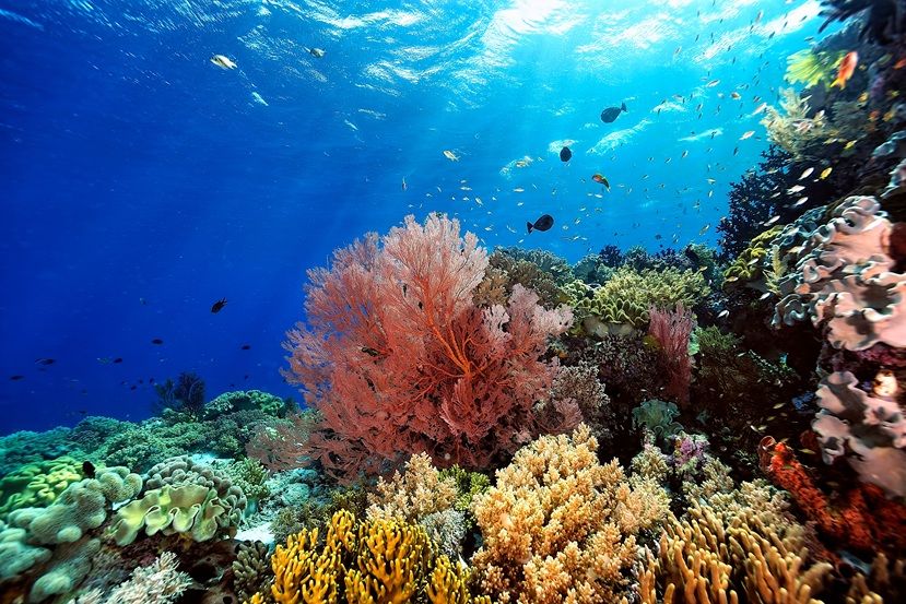 A picture of the coral reef