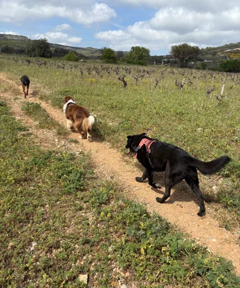 Petsitting34