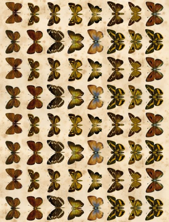 papillons