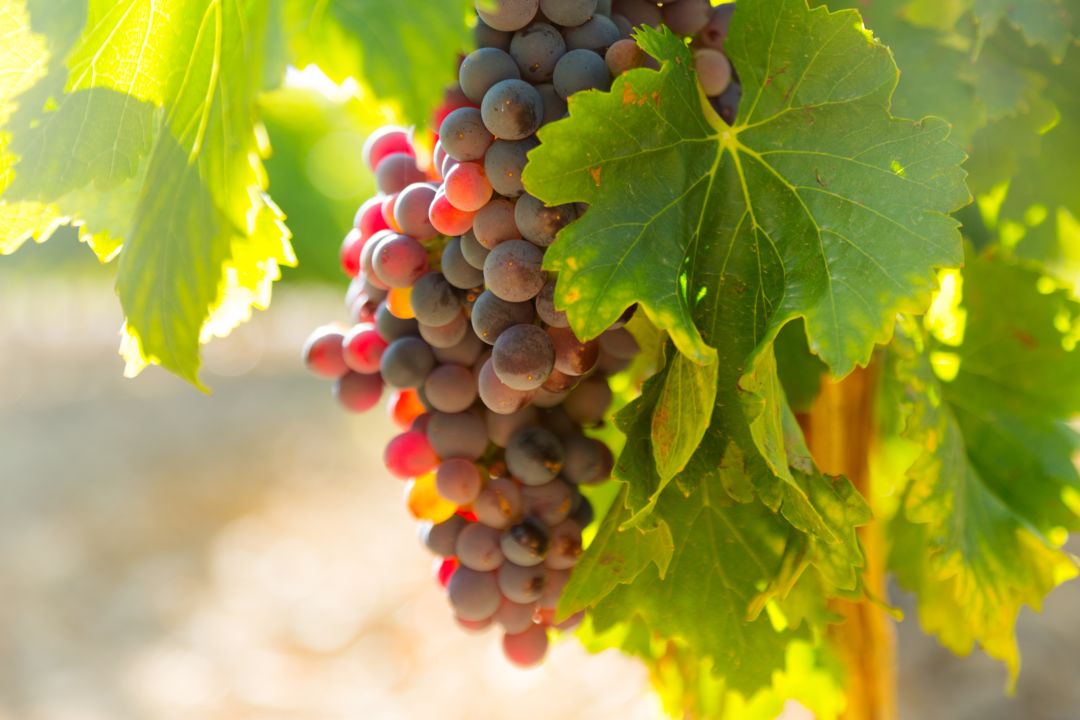 grapes at vineyards plant in sunny day