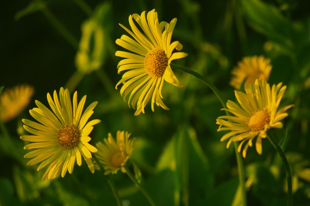 ruslansikunov-flowers-8763039