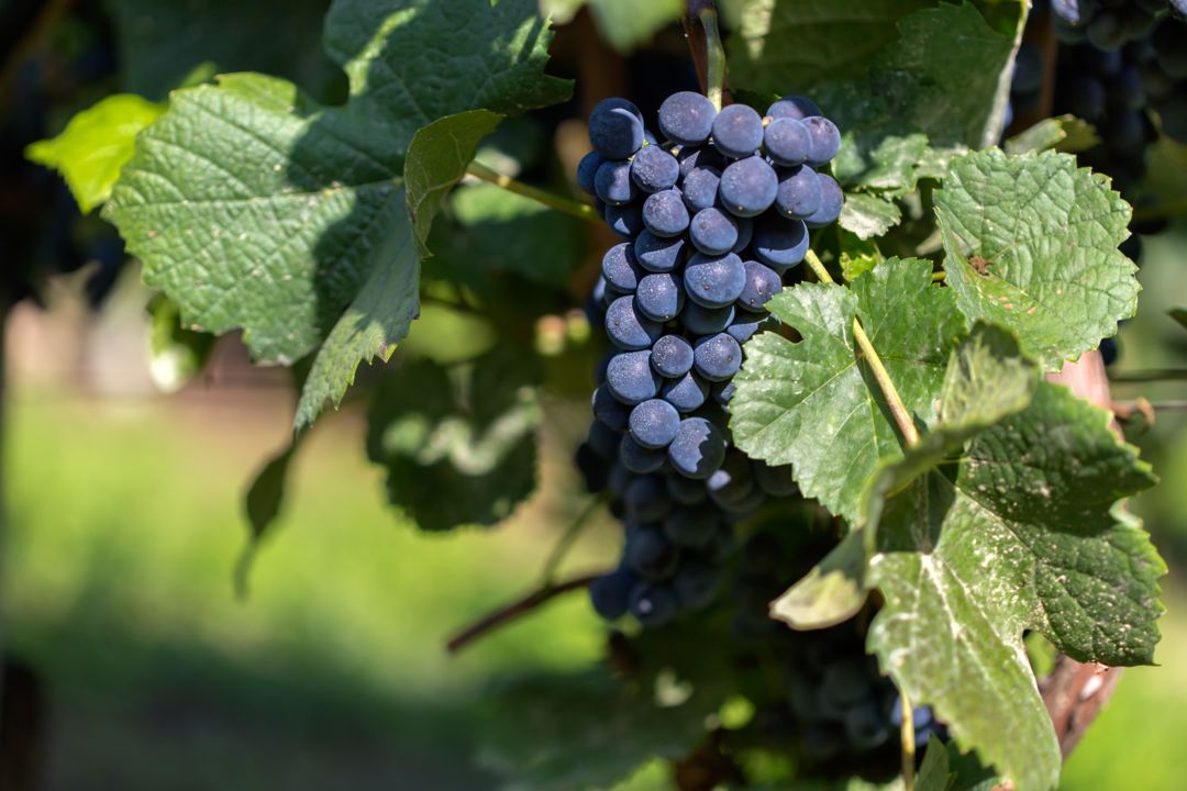 selective-focus-shot-grapes-attached-branch-daytime