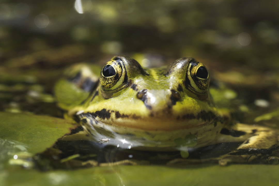 selective-focus-shot-green-frog
