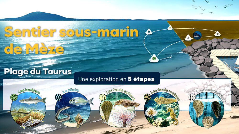 Sentier sous-marin de l'étang de Thau