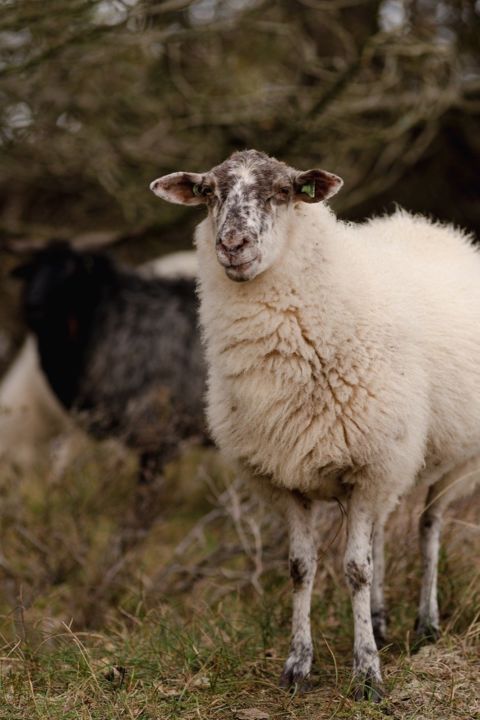 sheep-8381263_1280