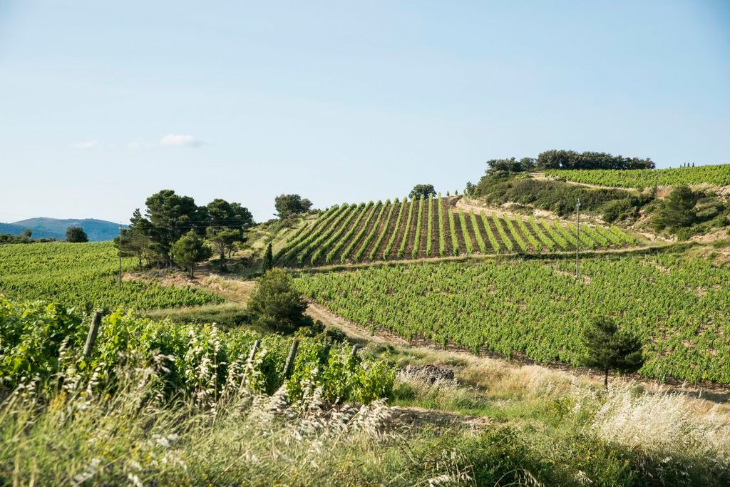 syrah 2008 2