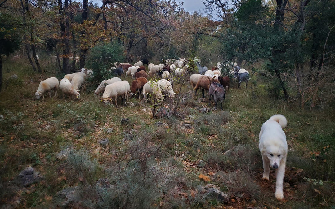 transhumance bouillon cube