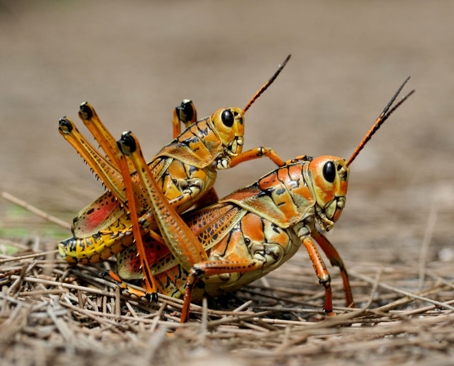 two-eastern-lubber-grasshopers-romalea-microptera-mating-12148731