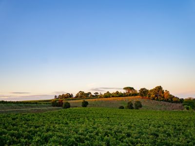 017-Causse-25(c)Vitinova