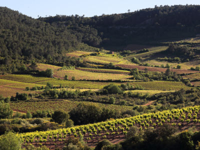 Vignoble de Saint-Chinian