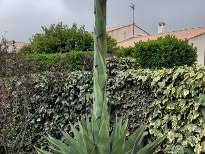Agave Gentry (Conception del Oro) (rare) en cours de floraison