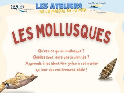 ATELIER ENFANT - "LES MOLLUSQUES" Le 22 janv 2025