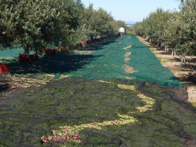 Domaine Lupia 2013_8