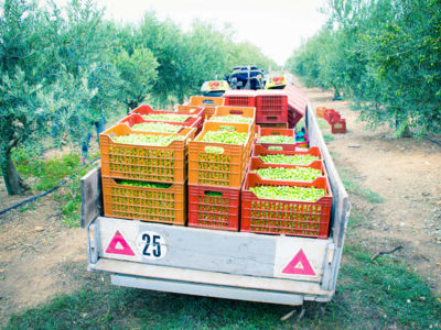 Domaine Lupia 2013_10