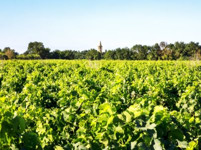 Vignes Serignan_6