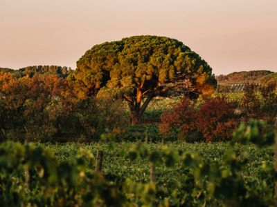 Domaine de la Baume_Servian_4