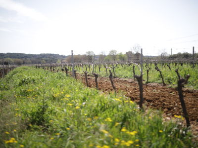 Domaine des Fontaines_Lieuran-lès-Béziers_9