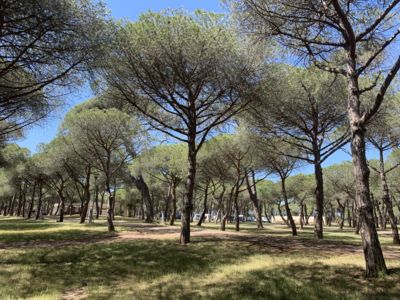 Camping La Tamarissière - La Tamarissière_8