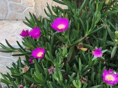 Beziers-jardin-05_13
