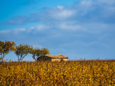 Vignerons d'Alignan du Vent Neffies_2