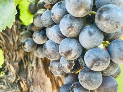 Domaine Les Baies Sauvages Nizas_3
