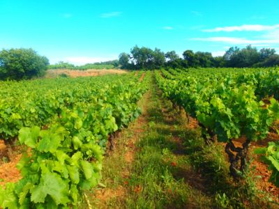 Domaine Larose_Alignan-du-Vent_6