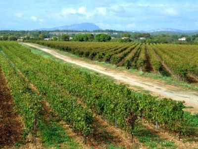 Gite Le pic st loup_15