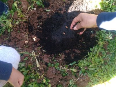 SEMER LES ARBRES FRUITIERS : PLANTATION DE NOYAUX ET PÉPINS