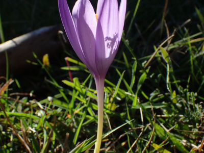 BALADE À LA DÉCOUVERTE DE LA FLORE AUTOMNALE DU CAROUX