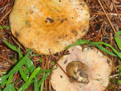 LES CHAMPIGNONS, ALLIÉS DES ARBRES ET DES ÉCOSYSTÈMES BOISÉS