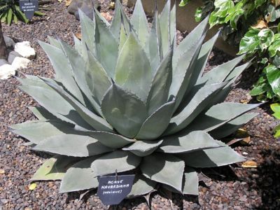 Agave Havardiana