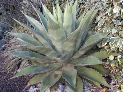 Agave Gentry (Conception del Oro) (rare)