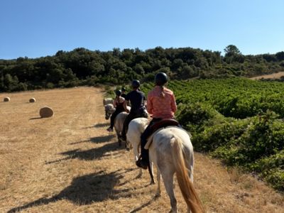 Balade à cheval - Au milieu des champs de Mourèze