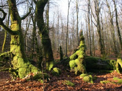 LA FORÊT FACE AU CHANGEMENT CLIMATIQUE