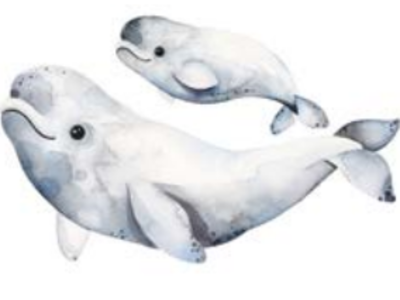 Bébeluga