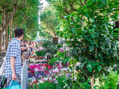 Béziers-marché aux fleurs-été-2020@KarineGregoire (6)